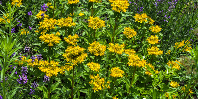 Rhodiola Rosea