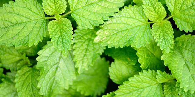 Lemon Balm