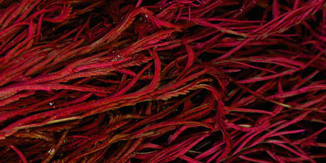 Astaxanthin