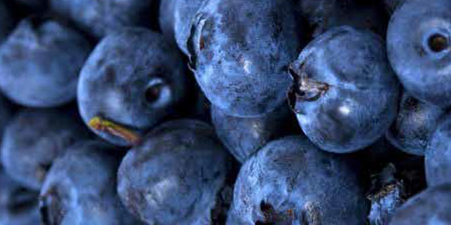 Bilberry